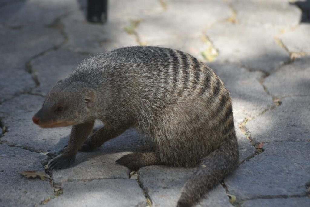 Banded mongoose on paving stones, Namibia