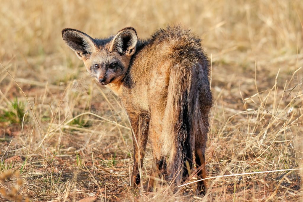 A bat-eared fox standing in dry golden grass and turning to look back over its shoulder, its very large ears catching the light
