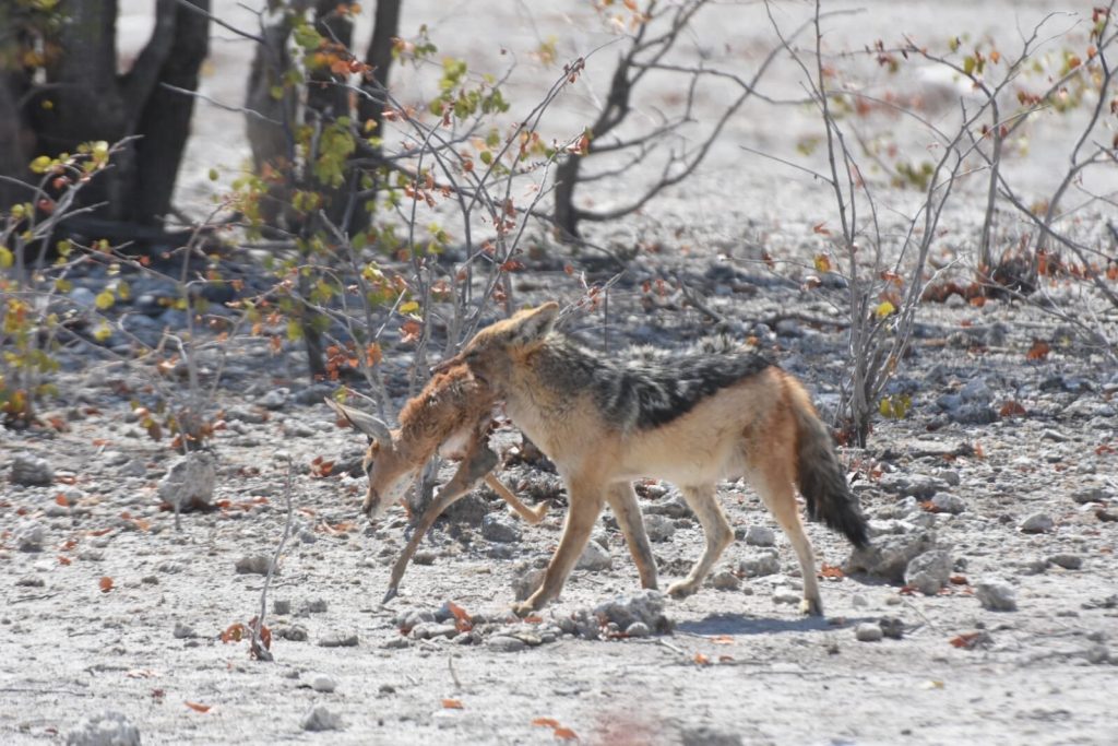 Black backed jackal carrying a springbok lamb, Namibia