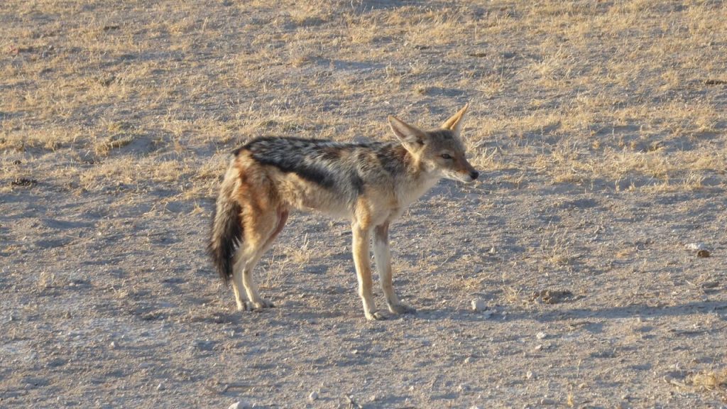 Black backed jackal standing alert in warm light, Namibia