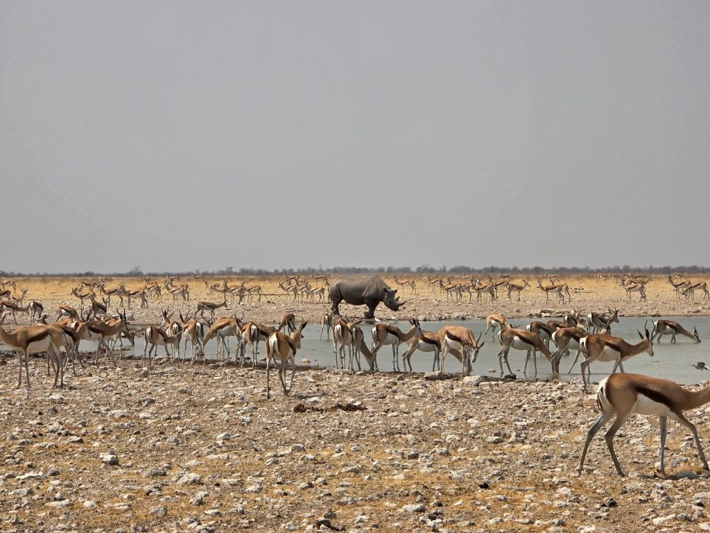 Black rhino behind springbok herd at waterhole, Namibia