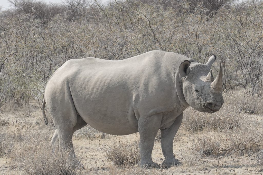 Black rhino standing in dry thornbush scrub, Namibia
