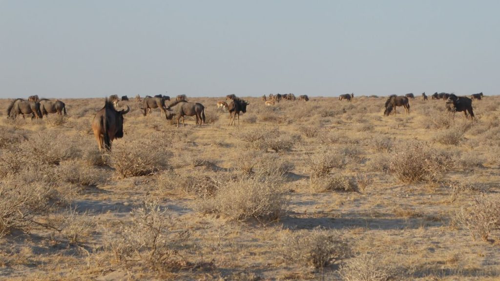 Blue wildebeest and springbok scattered on scrub plain, Namibia