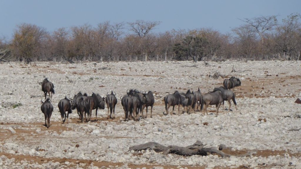 Blue wildebeest herd on white calcrete rubble, Namibia