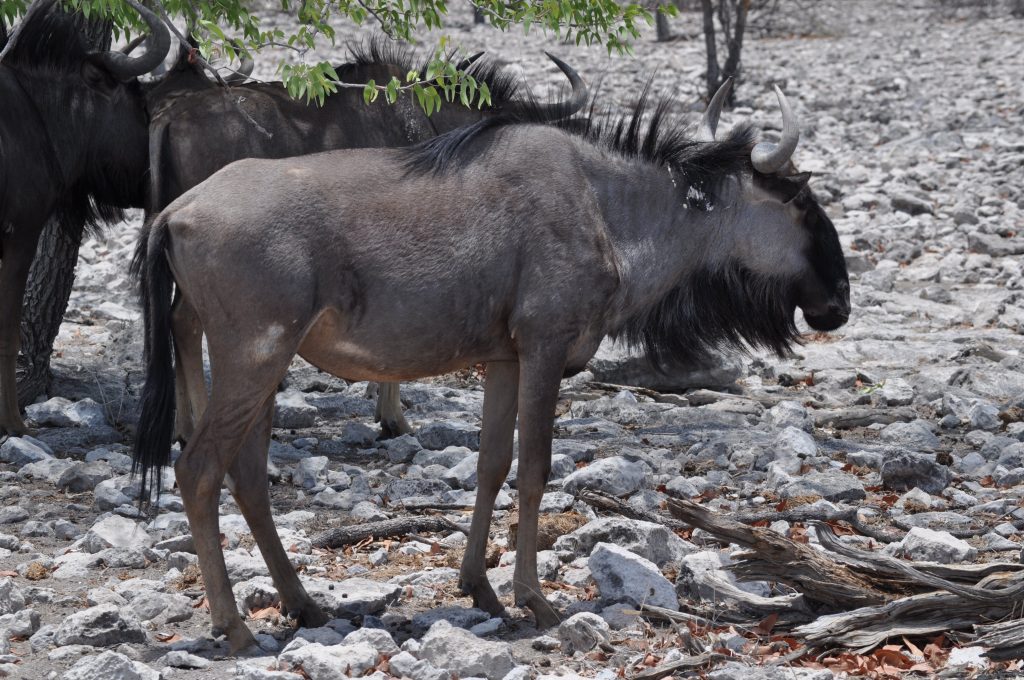 Blue wildebeest standing on white limestone rubble, Namibia