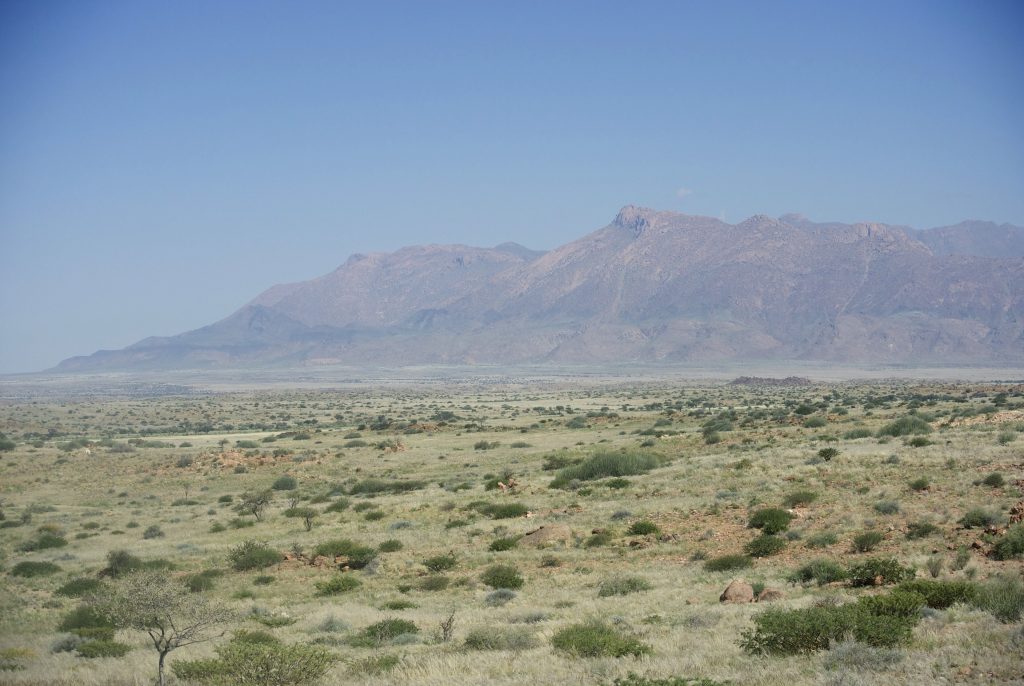 The long dark ridge of the Brandberg massif rising above a wide plain of pale grass and low green shrubs