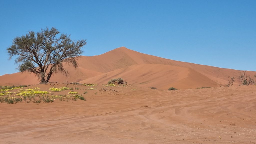 Camelthorn tree and yellow desert flowers below red dune, Namibia