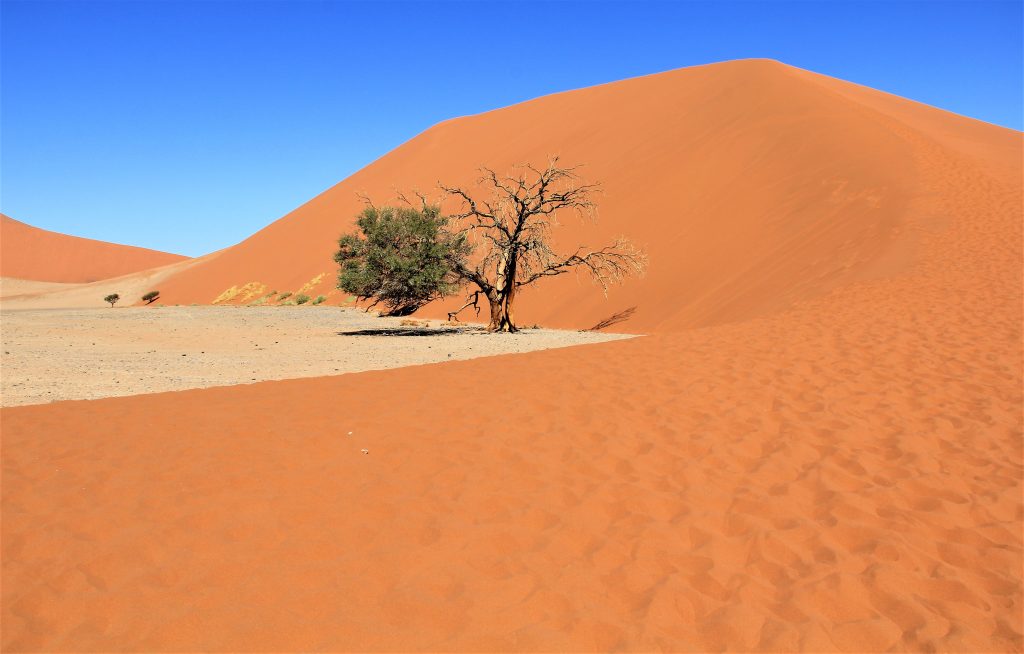 Camelthorn tree at foot of red dune, Namibia