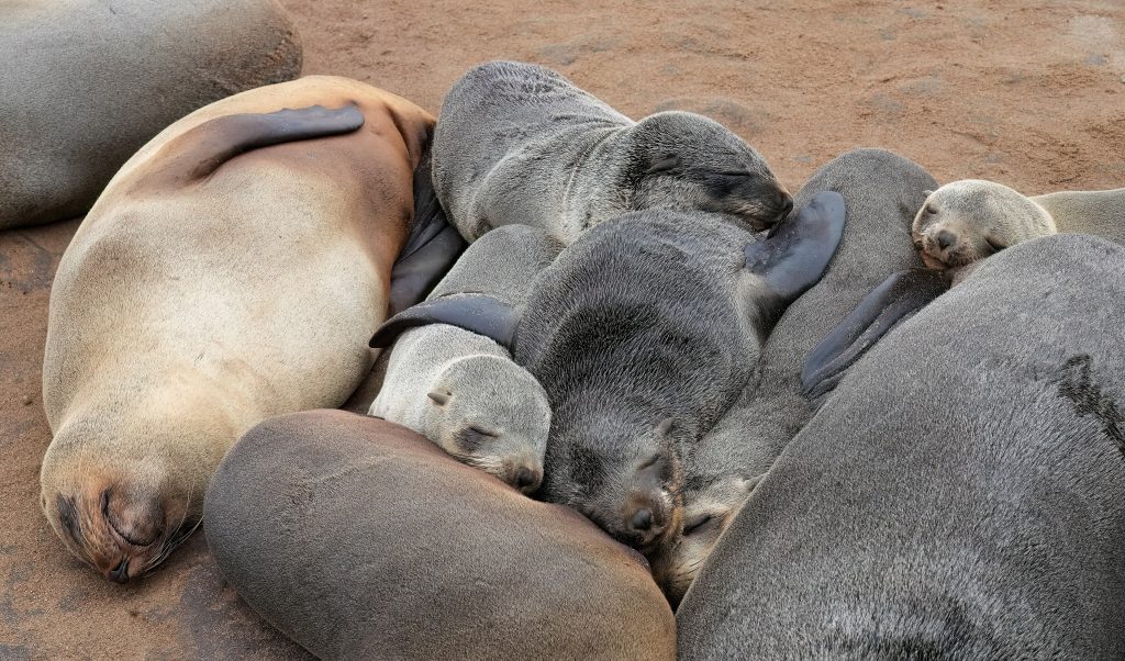 A tightly packed huddle of Cape fur seals of different ages sleeping together on the sand at the Cape Cross Seal Reserve
