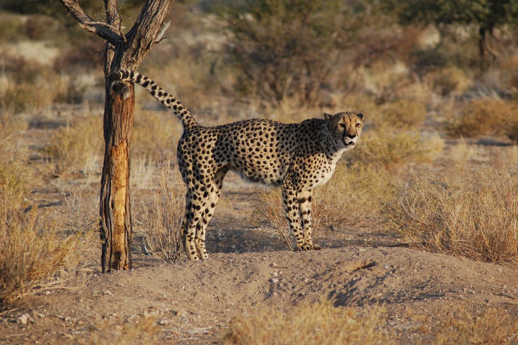 A cheetah standing side-on beside a bare tree trunk on pale sandy ground, surrounded by dry golden scrub in southern Namibia