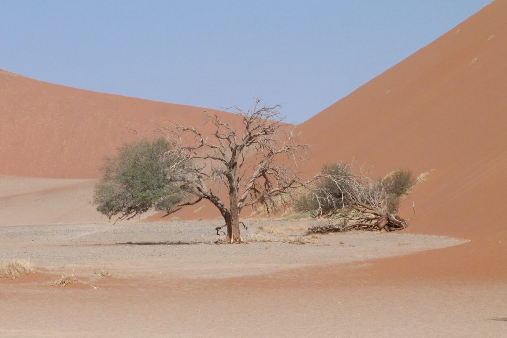 Dead and living camelthorn at foot of dune, Namibia