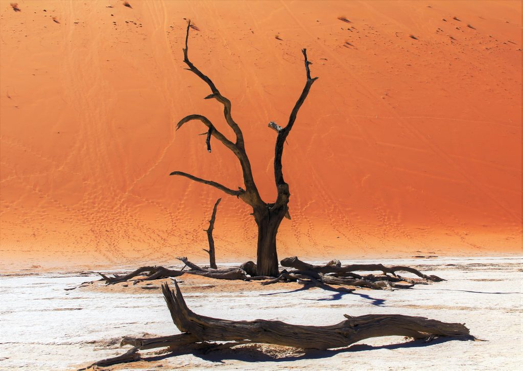Dead camelthorn and fallen trunks on pan, Namibia
