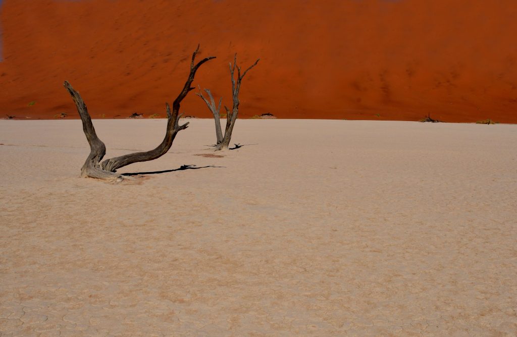 Dead trees on white pan below red dune wall, Namibia