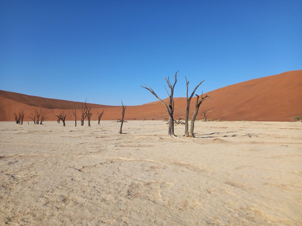 Deadvlei dead camelthorn trees on white pan with red dune, Namibia