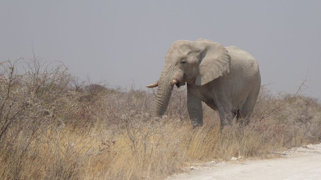 Dust whitened bull elephant beside gravel road, Namibia