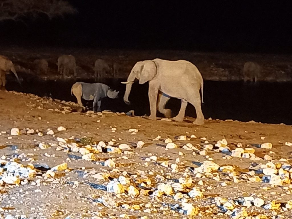 Elephant and black rhino at floodlit night waterhole, Namibia