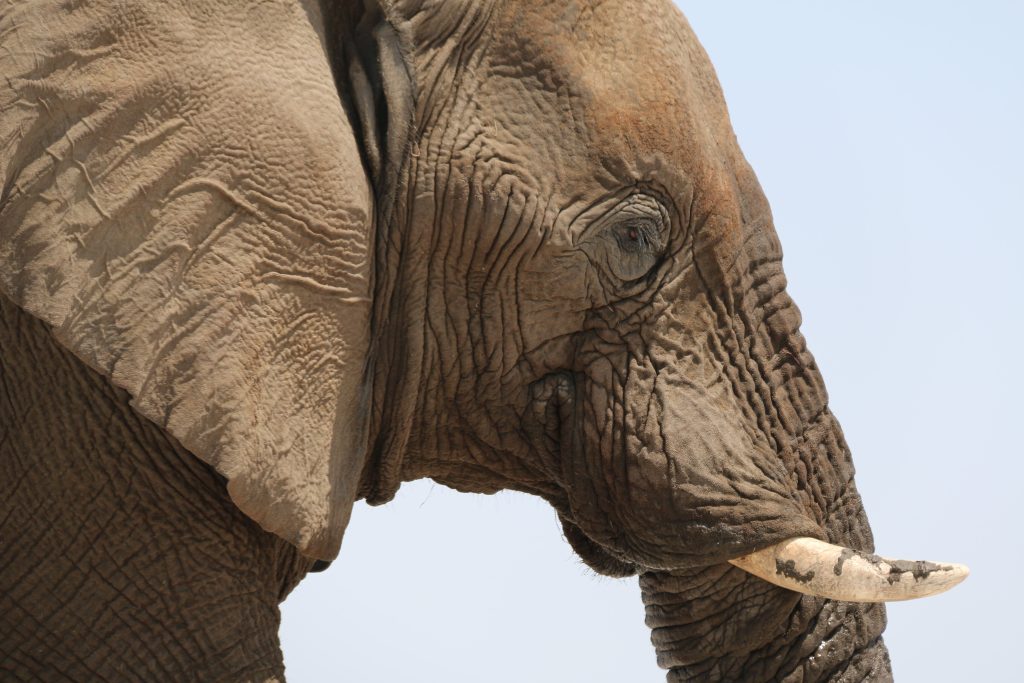 Elephant eye ear and tusk close up against sky, Namibia