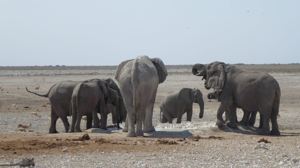 Elephant family and springbok at a pan edge waterhole, Namibia