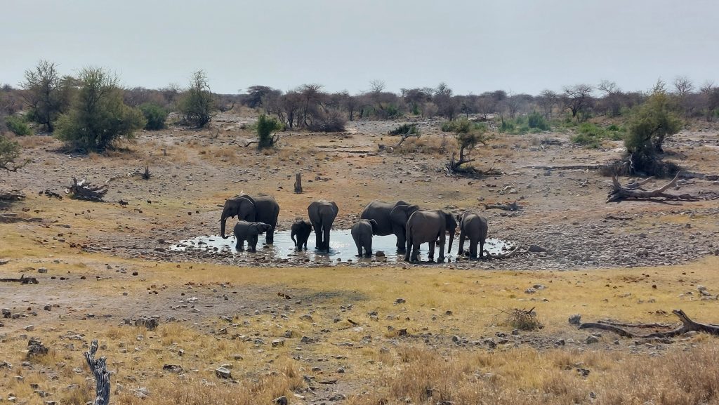 Elephant family drinking at small stony waterhole, Namibia
