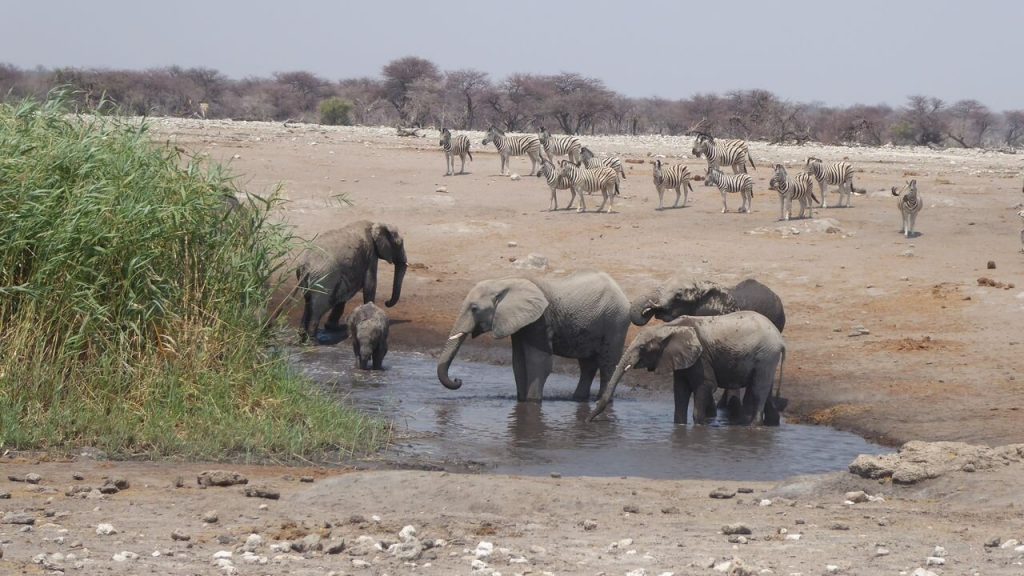 Elephant family in waterhole with zebra herd behind, Namibia