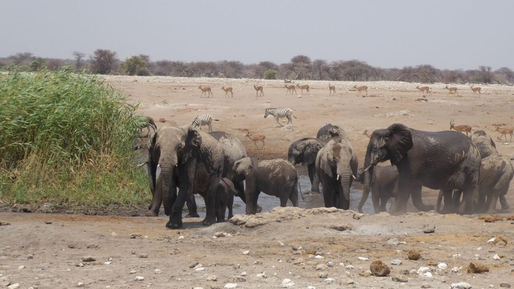 Elephant herd crowding waterhole in dust haze, Namibia