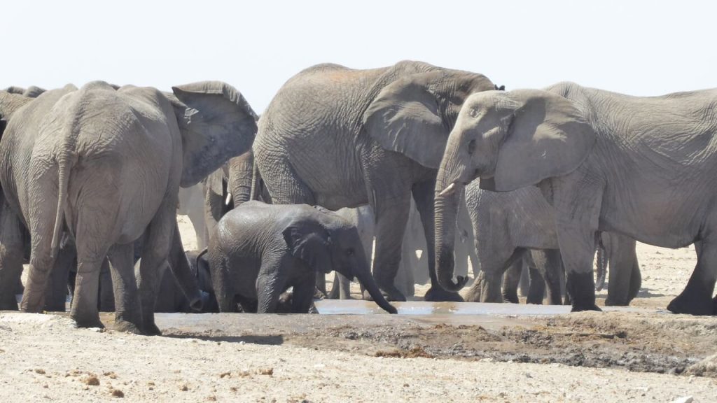 Elephant herd with calf crowding a muddy waterhole, Namibia
