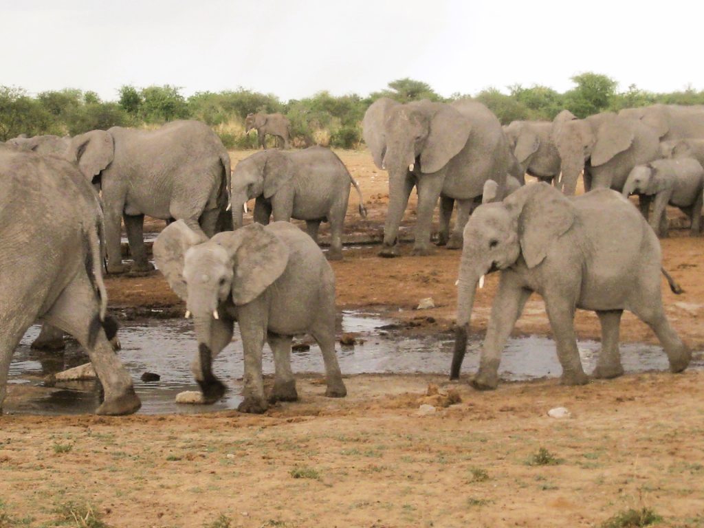 Elephant herd with calves at a muddy waterhole, Namibia