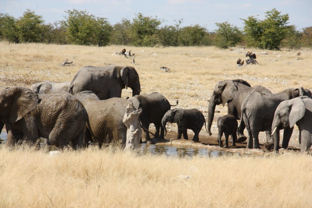 Elephant herd with calves at a waterhole, Namibia