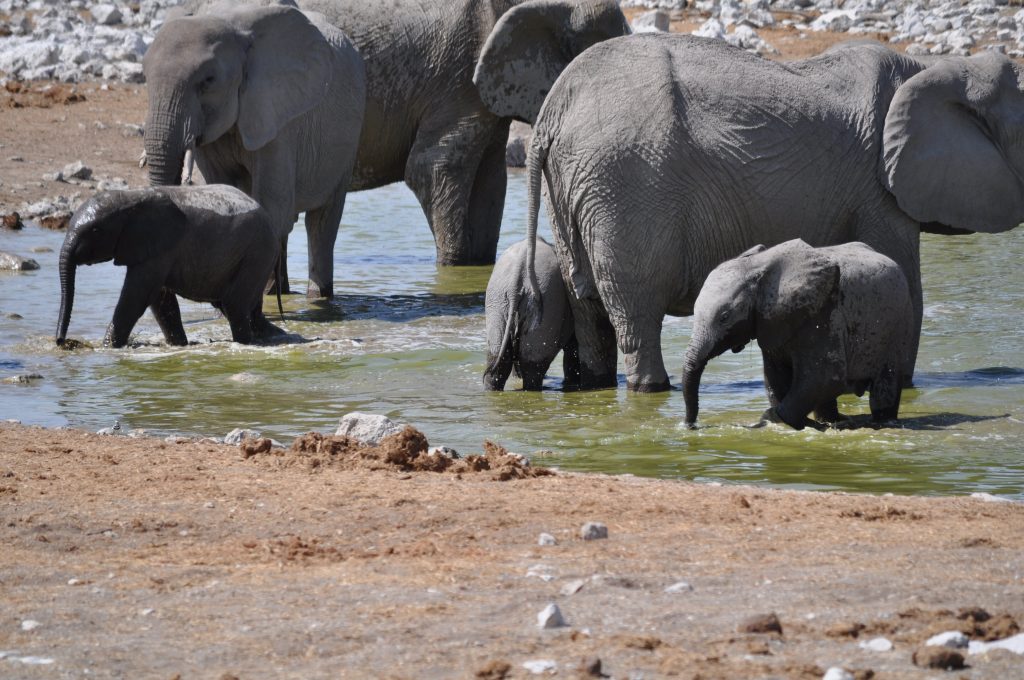 Elephant herd with calves wading at Etosha waterhole, Namibia