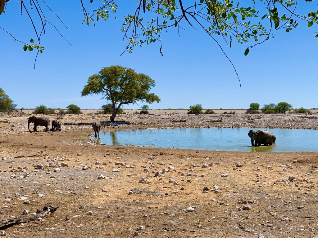 Elephants at a waterhole below a lone camelthorn tree, Namibia