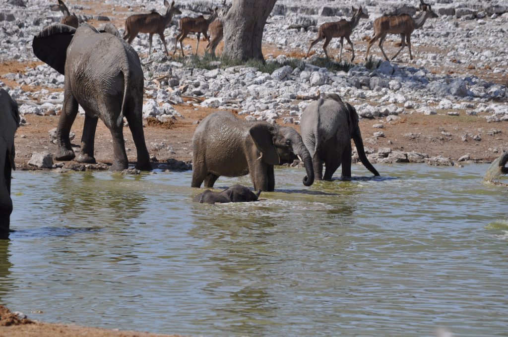 Elephants bathing as kudu cross the rocky far bank, Namibia