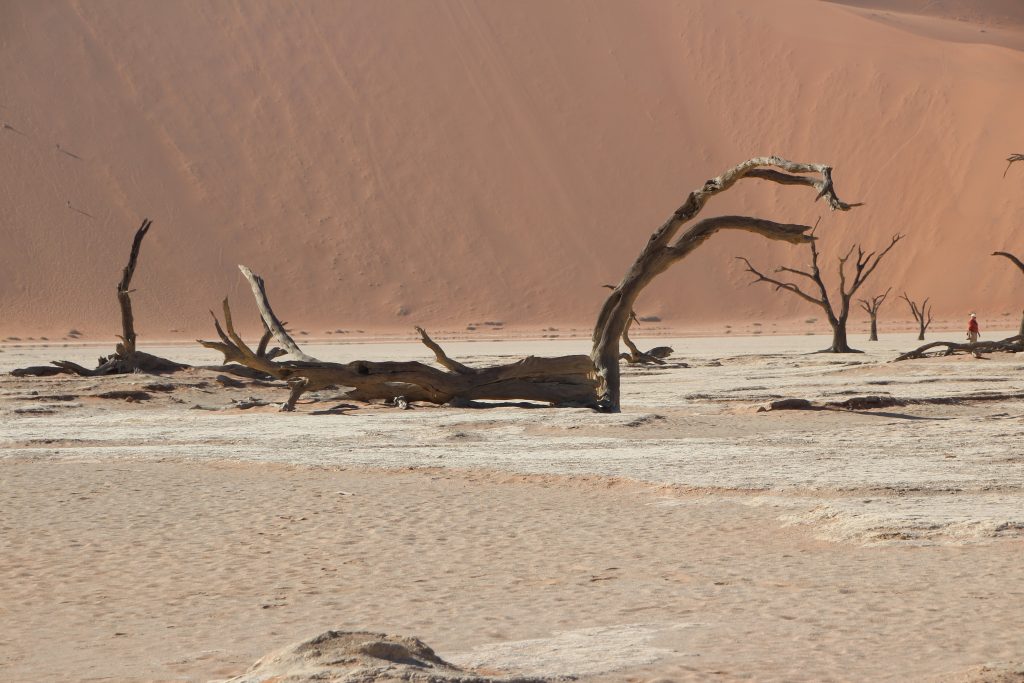 Fallen camelthorn trunk on pan below red dune, Namibia