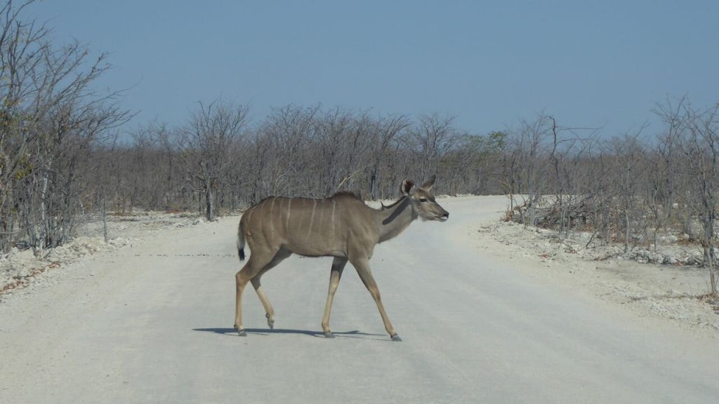 Female greater kudu crossing a white gravel road, Namibia