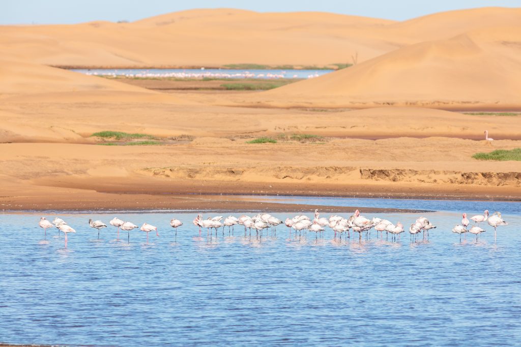A long line of pale pink flamingos wading and resting in shallow blue water at Walvis Bay, with orange sand dunes rising behind them