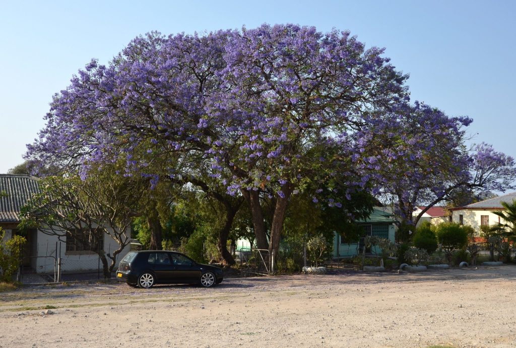 A huge jacaranda tree in full purple flower spreading over houses and a gravel street in Grootfontein