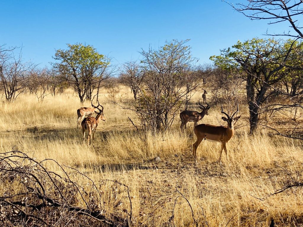 Four impala rams in dry grass and thornbush, Namibia