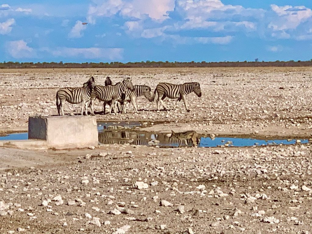 Four zebras and a black backed jackal at a pan waterhole, Namibia