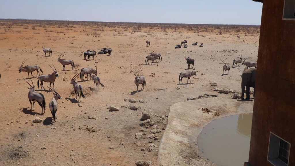 Gemsbok and wildebeest massed at a lodge waterhole, Namibia