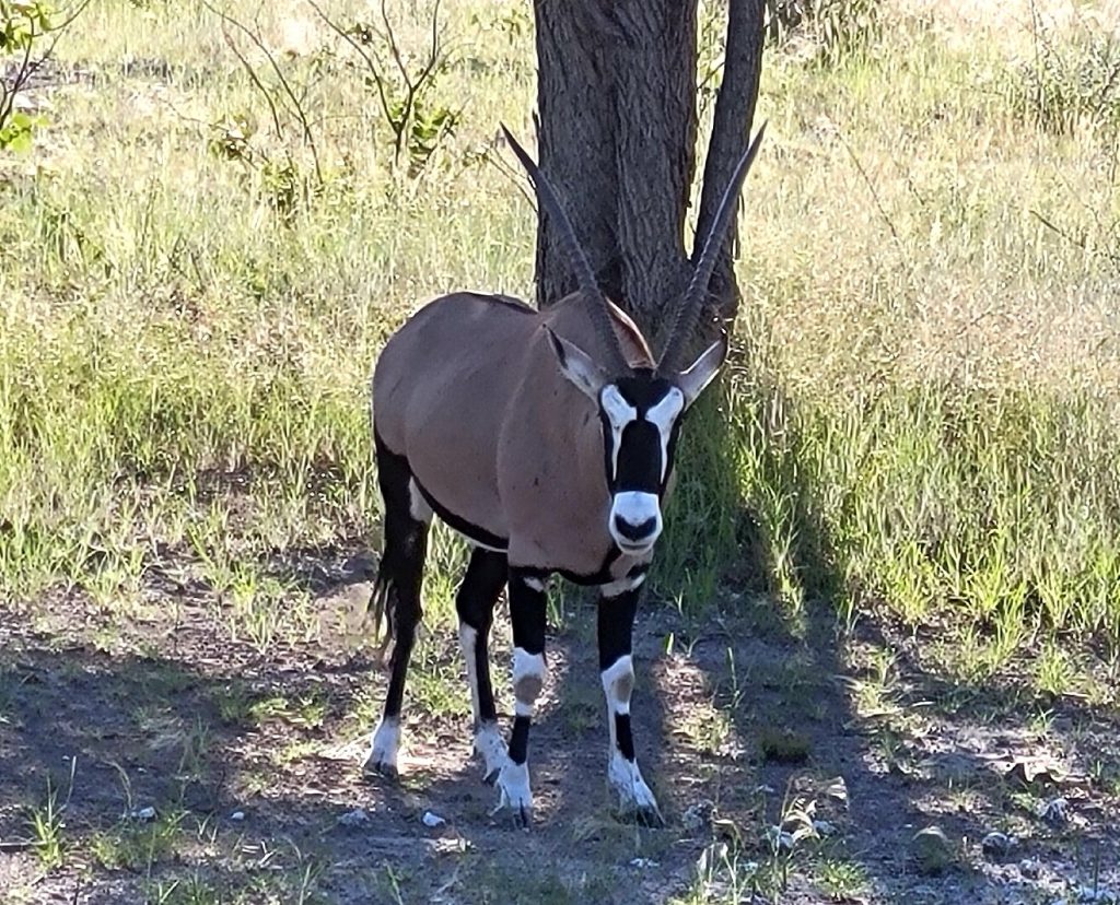 Gemsbok facing the camera beside a tree trunk, Namibia