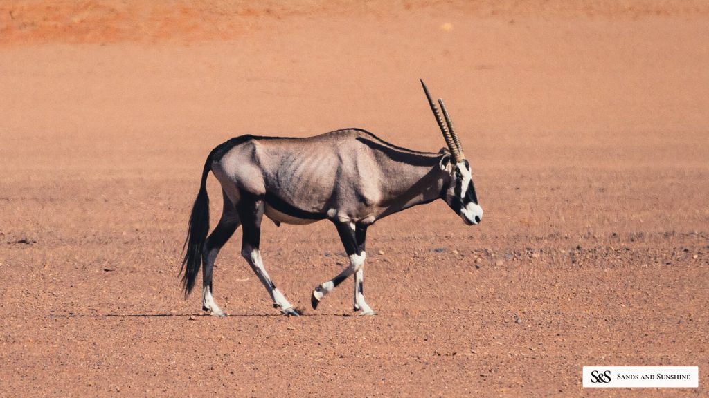 Gemsbok in profile walking bare desert flat, Namibia