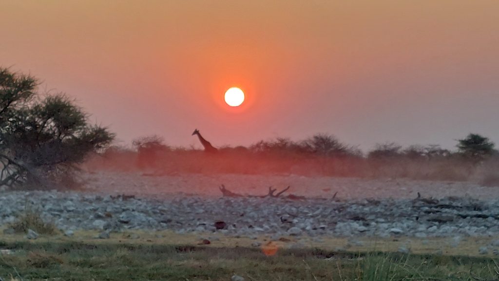 Giraffe silhouetted under red setting sun, Namibia