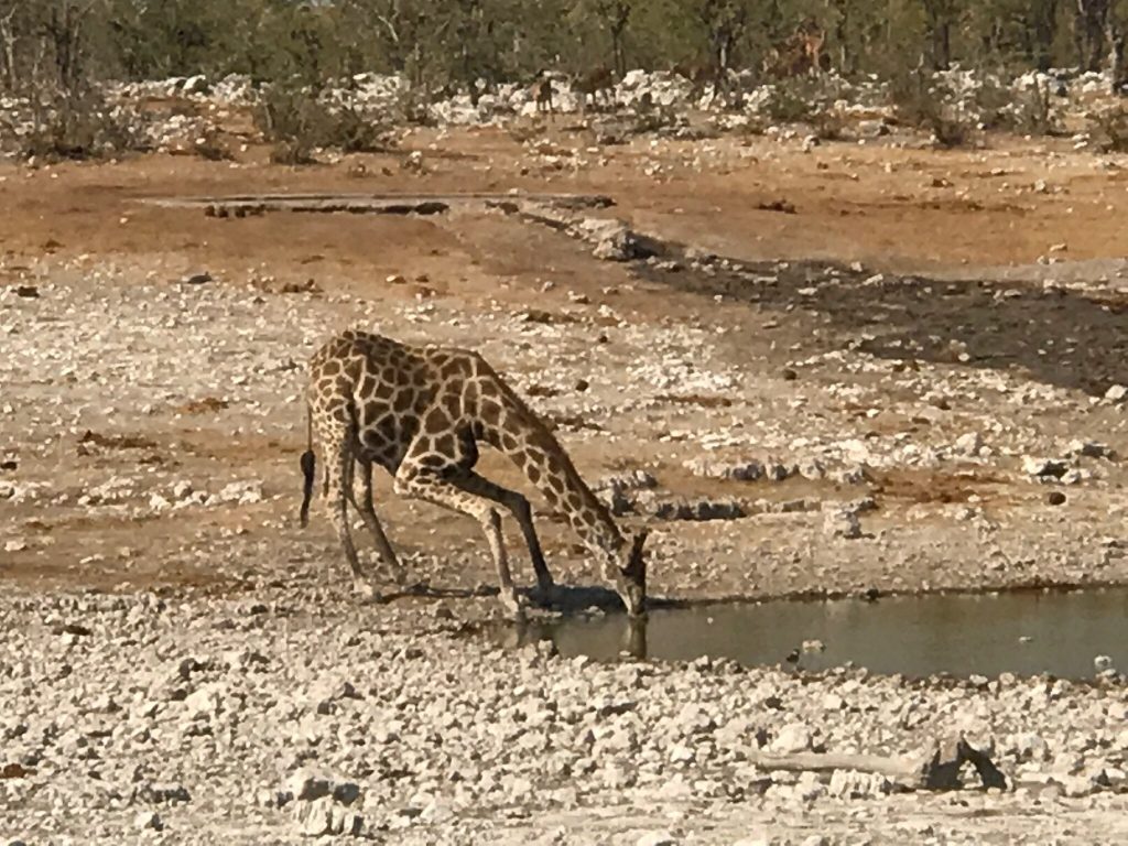 Giraffe splaying legs to drink at waterhole, Namibia