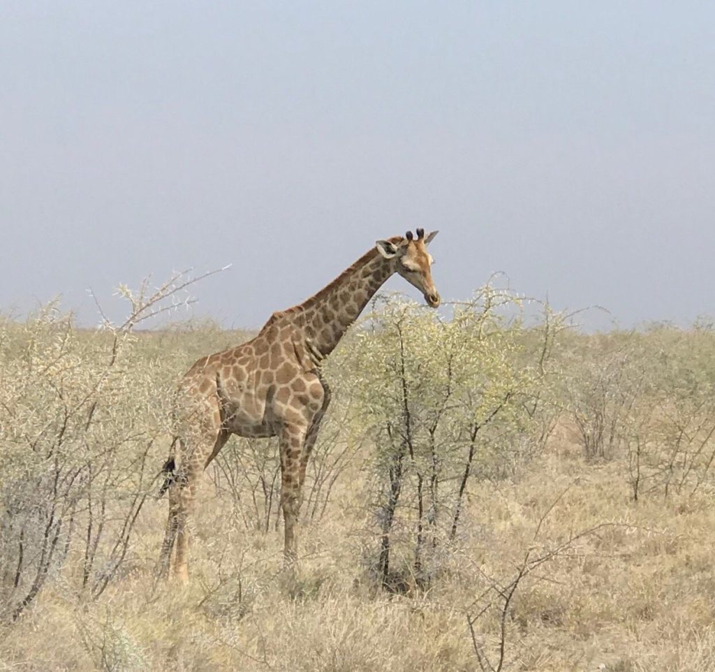 Giraffe standing in pale thornbush under hazy sky, Namibia