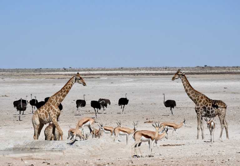 10 Day Namibia Desert And Wildlife Tour
