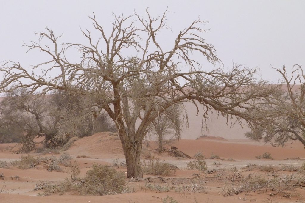 Gnarled camelthorn tree in dusty desert haze, Namibia