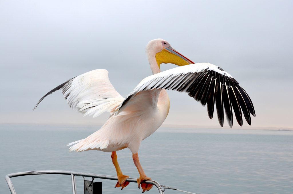 A great white pelican perched on a boat rail with both wings spread wide, showing its yellow throat pouch and black wingtips, over the grey water of Walvis Bay