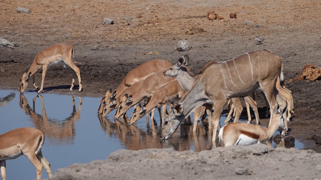 Greater kudu and impala drinking at a waterhole, Namibia