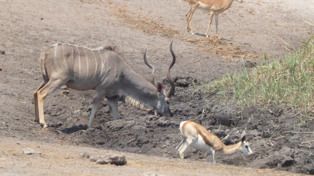 Greater kudu bull and springbok drinking at muddy waterhole, Namibia