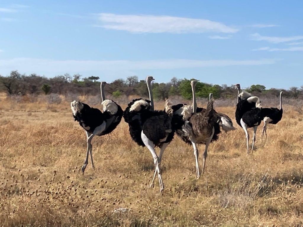 Group of ostriches in dry golden grass, Namibia