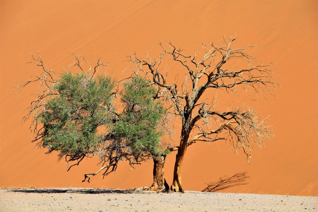 Half dead camelthorn against orange dune wall, Namibia
